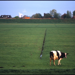 Polder